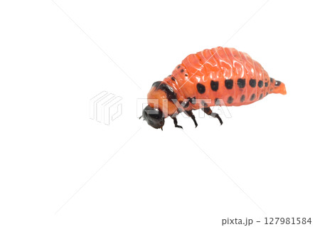 Colorado potato beetle larva. Colorado potato beetle larva. 127981584