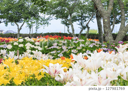 篠山玉水ゆり園　満開の紫陽花とユリの共演 127981769