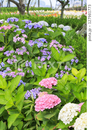 篠山玉水ゆり園　満開の紫陽花とユリの共演 127981773