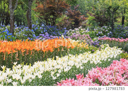 篠山玉水ゆり園 満開の紫陽花とユリの共演 篠山玉水ゆり園 満開の紫陽花とユリの共演 127981783