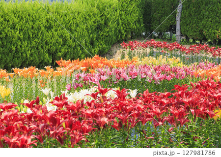 篠山玉水ゆり園　満開の紫陽花とユリの共演 127981786