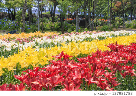 篠山玉水ゆり園 満開の紫陽花とユリの共演 篠山玉水ゆり園 満開の紫陽花とユリの共演 127981788