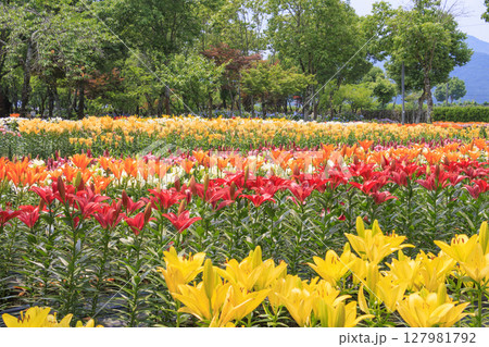 篠山玉水ゆり園　満開の紫陽花とユリの共演 127981792