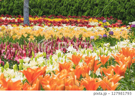 篠山玉水ゆり園 満開の紫陽花とユリの共演 篠山玉水ゆり園 満開の紫陽花とユリの共演 127981793