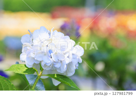 篠山玉水ゆり園　満開の紫陽花とユリの共演 127981799