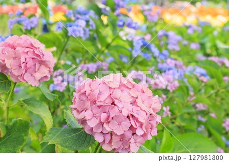 篠山玉水ゆり園　満開の紫陽花とユリの共演 127981800