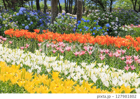 篠山玉水ゆり園 満開の紫陽花とユリの共演 篠山玉水ゆり園 満開の紫陽花とユリの共演 127981802