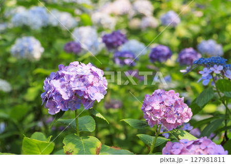 篠山玉水ゆり園　満開の紫陽花とユリの共演 127981811