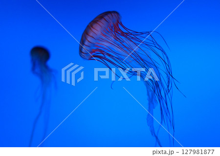 幻想的に浮かび上がる赤クラゲ 127981877