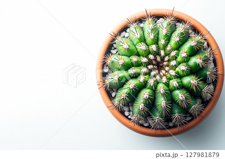Minimalist aesthetic. Potted cactus with spines on a white background. Top view. Minimalist aesthetic. Potted cactus with spines on a white background. Top view. 127981879
