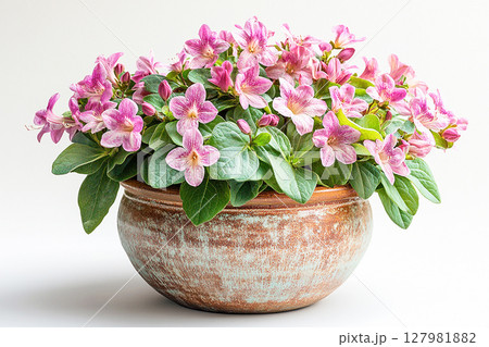 Big Weigela bush in rustic pot with fleshy leaves and pink flowers on a white background. Big Weigela bush in rustic pot with fleshy leaves and pink flowers on a white background. 127981882