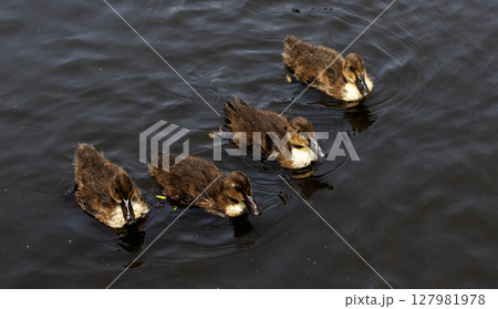 Four Ducklings Swimming Together in Calm Water 127981978
