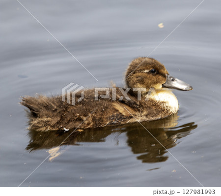Duckling Swimming in a Pond on a Close Up Duckling Swimming in a Pond on a Close Up 127981993