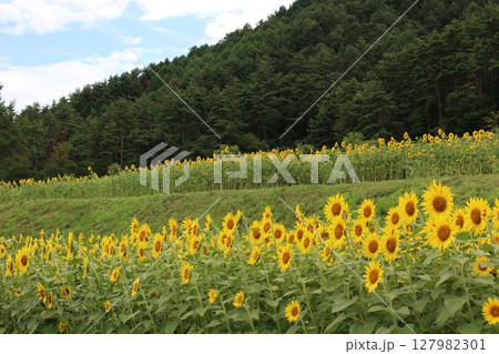 高原に咲くひまわり 127982301