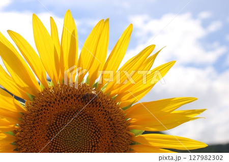 蜜を集めるミツバチと夏空のひまわり 127982302