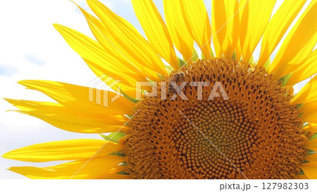 蜜を集めるミツバチと夏のひまわり 127982303