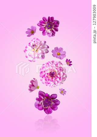 Colorful summer autumn background of flowers pink and white cosmos and dahlias. Floral Greeting card. Happy Mother's Day greeting card, happy Easter, March 8th, happy birthday 127983009