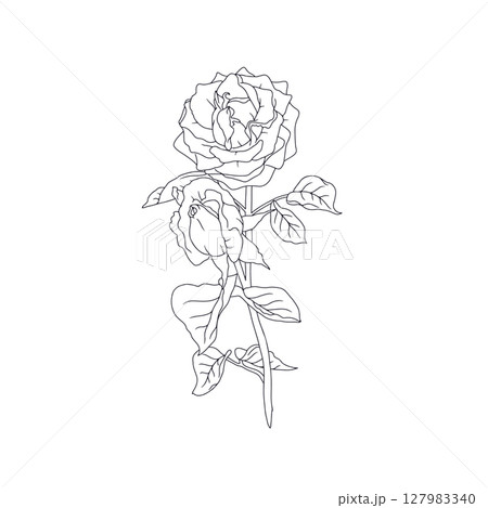 Hand drawn black and white line art rose flower isolated on white background 127983340