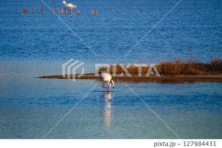 Flamingo wading in water Flamingo wading in water 127984431