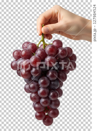 Hand holding a bunch of grapes, fresh purple fruit with dewy texture, organic farming harvest Hand holding a bunch of grapes, fresh purple fruit with dewy texture, organic farming harvest 127984524