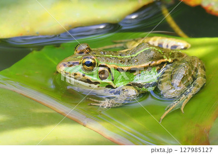 トウキョウダルマガエル 127985127