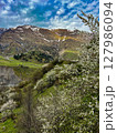 Blooming cherry trees against the mountains on the Georgian Military road. High quality photo 127986094