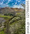 Blooming cherry trees against the mountains on the Georgian Military road. High quality photo 127986095
