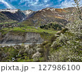 Blooming cherry trees against the mountains on the Georgian Military road. High quality photo 127986100