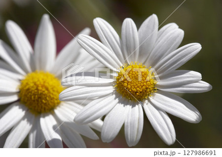 Oxeyes Leucanthemum, yellow 127986691