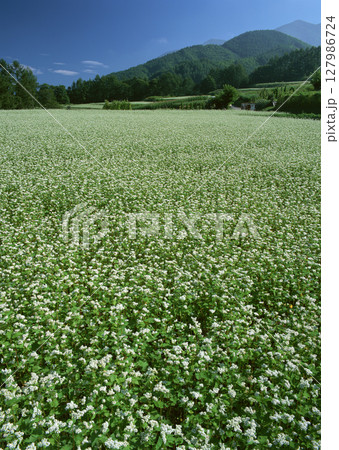 grassy green lawn. High quality photo 127986724