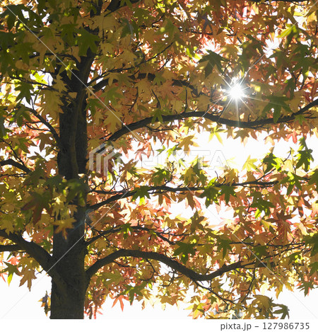Sun through red acer tree. High quality photo Sun through red acer tree. High quality photo 127986735
