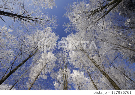 Hoar-frost on deciduous forest, low angle view Hoar-frost on deciduous forest, low angle view 127986761