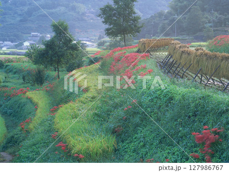 Garden with trees and flowers surrounded 127986767