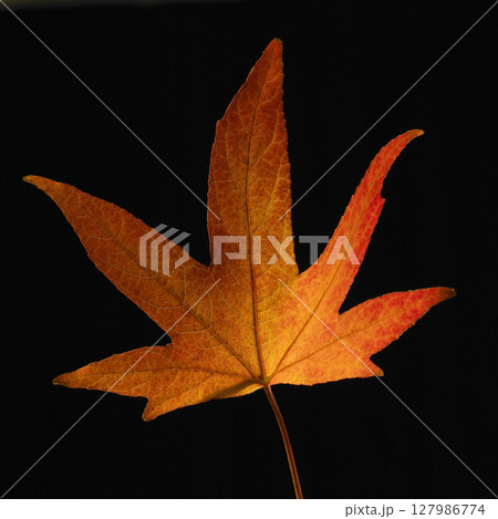 Red Acer leaf, close-up. High quality photo 127986774