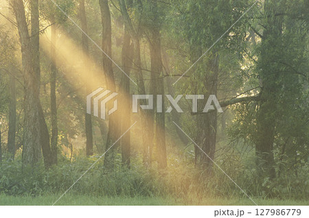 Sun shining into woods, sunrise, spring. High quality photo Sun shining into woods, sunrise, spring. High quality photo 127986779