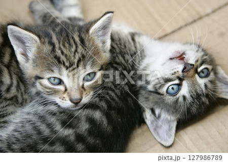 Kittens pet young Kittens pet young 127986789