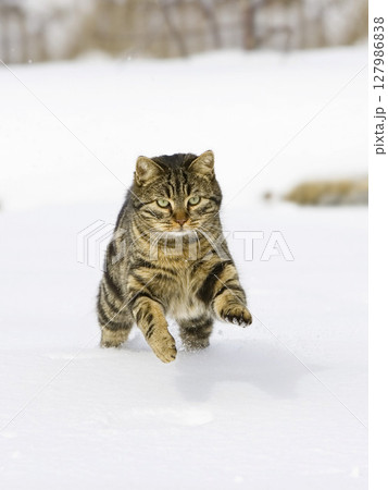 cat running in snow, domestic cat, male, Germany 127986838