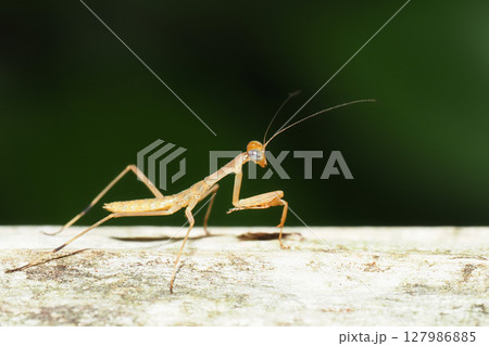 オオカマキリの幼虫 オオカマキリの幼虫 127986885