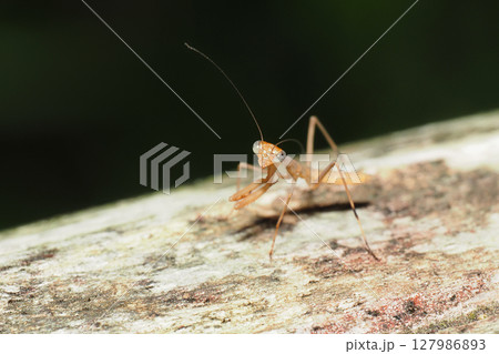 オオカマキリの幼虫 オオカマキリの幼虫 127986893