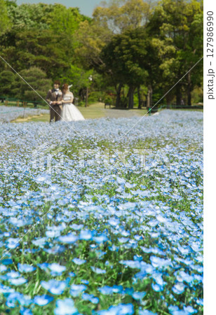 ネモフィラの咲く公園で結婚式 青空の広がる浜名湖ガーデンパーク 3 ネモフィラの咲く公園で結婚式 青空の広がる浜名湖ガーデンパーク 3 127986990