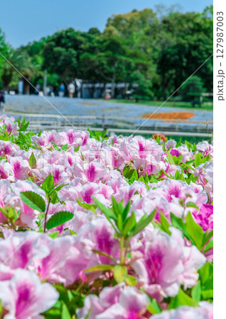 公園に咲くツツジ　ガーデニング　春の花　咲き乱れる　浜名湖ガーデンパーク 127987003