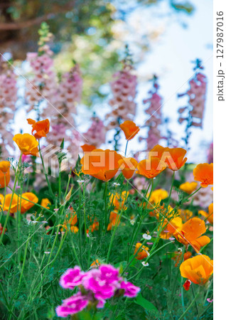 ガーデニング　春の花　咲き乱れる　浜名湖ガーデンパーク 127987016