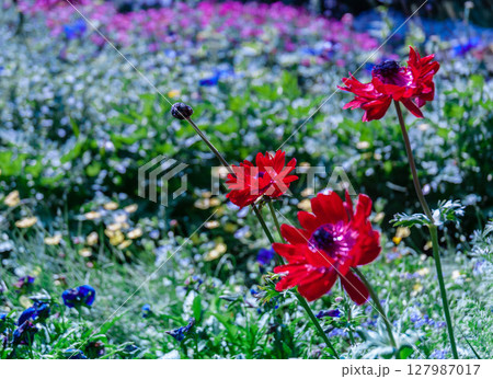 浜名湖ガーデンパーク　アネモネ　赤い花 127987017