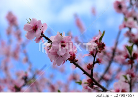 ハナモモの花 満開 ハナモモの花 満開 127987657