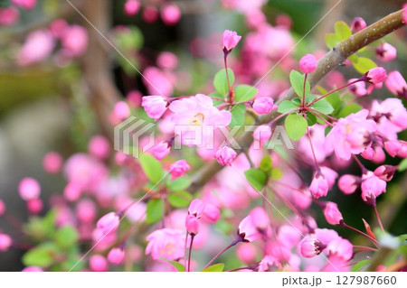 可愛い　ハナカイドウの花 127987660