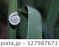 white snail on a green yucca leaf 127987671