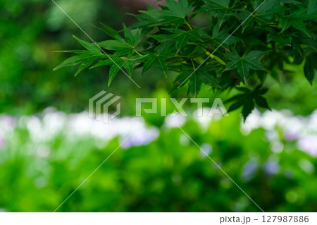 花菖蒲と若葉 花菖蒲と若葉 127987886