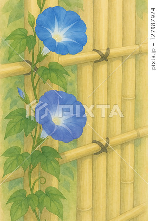 朝顔の花と竹垣の和風イラスト(縦構図) 朝顔の花と竹垣の和風イラスト(縦構図) 127987924