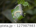 A caterpillar eats a leaf 127987983