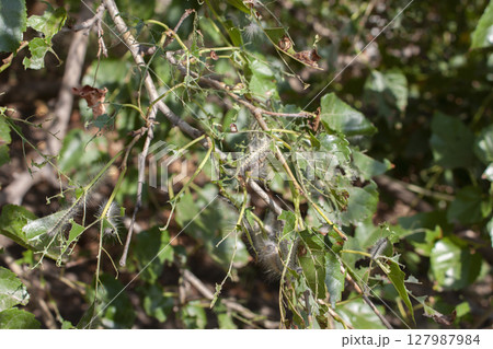 caterpillar eats branches caterpillar eats branches 127987984